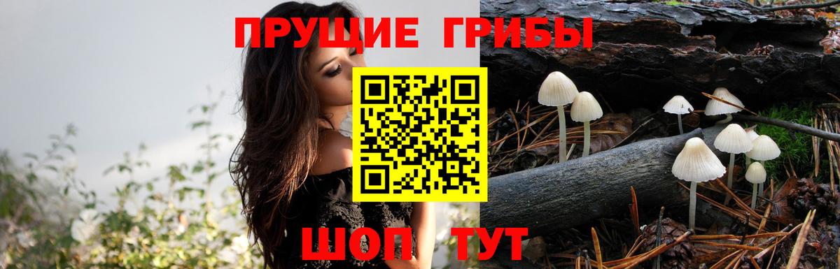 Псилоцибиновые грибы Cubensis  Вход с VPN  Миасс 